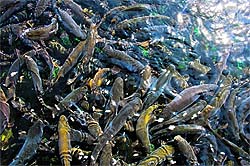 Food for thought: Trout opens mouth expecting some food in the spring of Mattan temple in Srinagar on Thursday