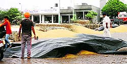 Farmers cover their paddy produce at the Jagraon grain market during rain