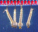 Mosquito larvae