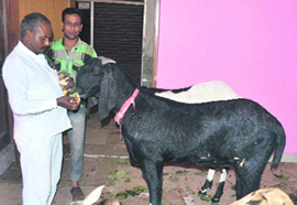 The highest-priced goat to be sacrificed on the occasion of ID-ul-Zuha at Jwalapur in Haridwar on Friday.