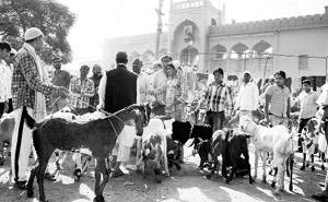 Muslims purchase goats for sacrifice on the eve of Eid-ul-Azha outside Jama Masjid in Gurgaon on Friday. 