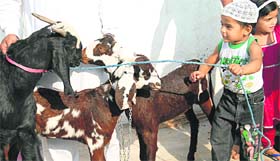 A child plays with goats a day ahead of Bakrid in Jalandhar on Friday.