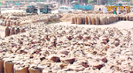 Slow lifting of paddy in various mandis of Punjab has become a cause for concern. 