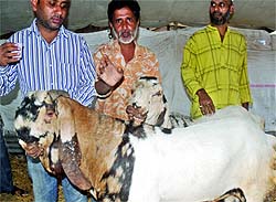 A pair of high-priced goats