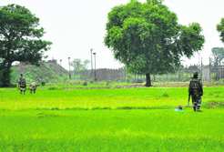 BSF jawans stand guard as a farmer works in a field in Chachwal village in Samba district. It was in this village that Pak Rangers had targeted and critically injured a couple working in their fields.