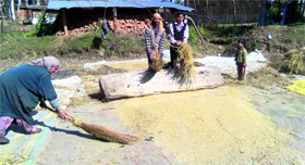 Farmers busy in thrashing paddy crop in north Kashmir.