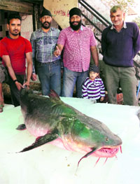 The 90-kg goonch fish that was caught in Sutlej at Nangal on Monday.
