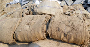 Gunny bags in poor condition are being used to pack paddy in Moga. 