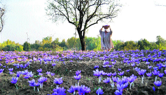 An elderly  Kashmiri woman walks  in a saffron field during its harvest season in Pampore on the outskirts of Srinagar on Tuesday. 