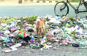 A stray dog searches for food in a heap of garbage on the Railway road in Doraha. 
