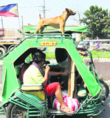 Standing guard A pet dog gets a ride on a tricycle as its owner ferries passengers on Wednesday at Malabon, Philippines. Tricycles are one of the most popular means of transport in the country.