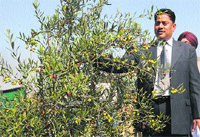 Prof Nazeer Ahmad, Director, Central Institute of Temperate Horticulture, shows an olive plant at Old Airfield in Rangreth on Thursday. The institute has been growing exotic varieties of olive in Kashmir since 2008. Photo: Amin War