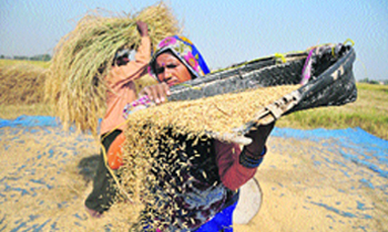 Women get busy during the harvesting of rice in Jammu. Tribune photo: Inderjeet Singh 