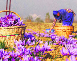 A woman plucks saffron flowers at a farm in Pampore, near Srinagar, on Thursday. 