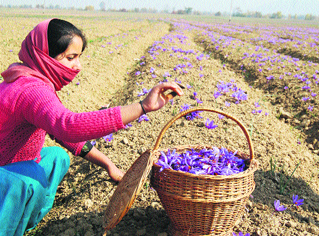 A woman plucks saffron flowers at a farm in Pampore on the outskirts of Srinagar.