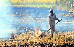 Despite a ban, a farmer burns paddy stubble along the NH-1 near Kohand in Karnal district on Saturday