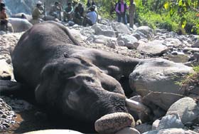The elephant that succumbed to its injuries received in a fight with another tusker in the Kotdwara range of the Lansdowne forest division