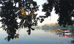 Tourists enjoy shikara rides at the Dal lake in Srinagar on Saturday.  PTI