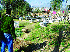 The bee-keeping unit of Gulzar Ahmad in Mughulpora village of Handwara.
