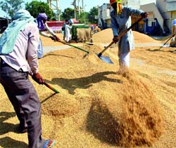 Workers dry paddy at a market in Patiala.