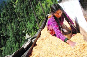 A girl dries maize crop at her house on a hilltop in a village of Mandi district.