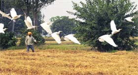 A flock of cranes flies in a row over a paddy field near Jalandhar