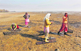 Women wearing wooden boards on their feet walk on marshy land to collect water chestnuts from the Wular Lake at Bandipora on Tuesday. Water chestnuts, locally known as Singhada, are eaten raw, boiled or are grounded into flour after they are dried.