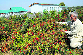 Hybrid varities of red chillies at the Central Institute of Temperate Horticulture in Srinagar on Tuesday. The institute grows high yielding varieties on its farms.