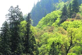A view of the Great Himalayan National Park