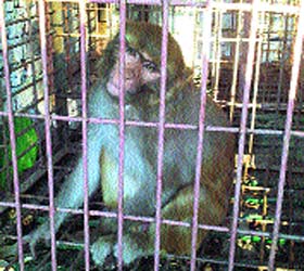 The trouble-making monkey captured in a cage at a village in Nurpur on Wednesday