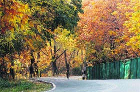 A boy rides a bicycle on a road leading to Pari Mahal garden in Srinagar on Monday