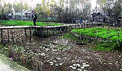 People living around the Dal Lake have constructed illegal wooden footbridges, putting a question mark on the claims of the government that steps are being taken to protect the water body