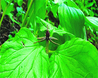 A naag chhatri plant.