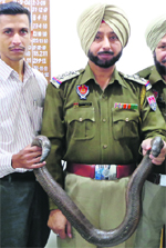 The recovered sand boa in Ropar . A Tribune photograph