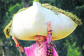 A woman carries heaps of animal fodder from Jammu University ground on Friday.