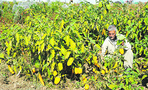 A man displays hybrid varieties of brinjal at the Central Institute of Temperate Horticulture at Old Airfield Rangreth in Srinagar on Friday. 