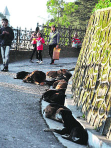 Stray dogs sit on the Mall in Shimla on Saturday.