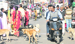 Absence of proper garbage disposal has made matters worse. Tribune photo: Inderjeet Singh