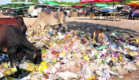 Vegetable market near a garbage dump at Industrial Area, Phase V, in Mohali.