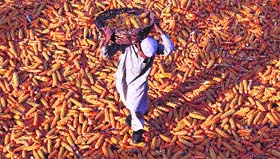 A boy carries a basket of corn as he walks over corn kept for drying outside a mosque in Mathwar village, 36 km northwest of Jammu.