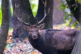 A Kashmir stag in Dachigam National Park in the Valley. The Team of National Board for Wildlife has decided to remodulate the Hangul Action Plan