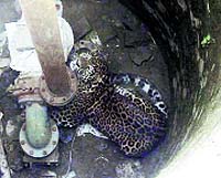 Leopard in a well in Kadian village in Ludhiana. However, the wild cat managed to escape
