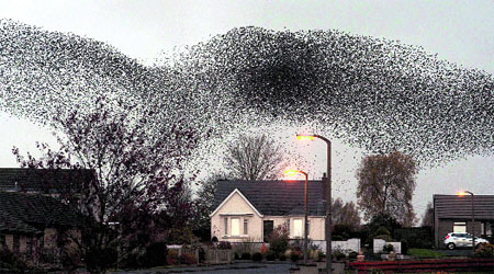 A murmuration of starlings put on display over the town of Gretna, Scotland, on Sunday. The birds visit the area twice a year in February and November.