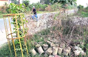 Saplings of bottle brush plant, which were to be planted by the MC at Punjab Avenue and Urban Estate, Phase-II, wither as the horticulture officials fail to plant them in Jalandhar