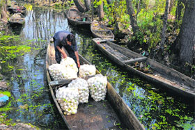 A man loads vegetables on his boat in the Dal Lake in Srinagar on Monday.