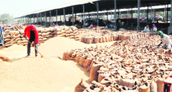 Farmers who opted for growing basmati variety of paddy this season have been reaping profits. A Tribune photograph
