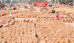 Unsold paddy continues to give sleepless nights to farmers. A Tribune photograph