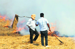 Farmers burn paddy residue near the National Highway-I at Shamduu village in Rajpura. Photo: JS Virdi