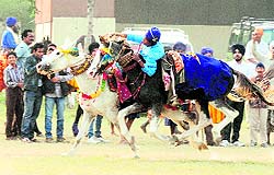 Nihang Sikhs perform stunts on 'Fateh Divas' in Amritsar on Wednesday