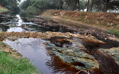 Black and untreated water flows in Lasara drain from the place where the distillery discharges its effluents.